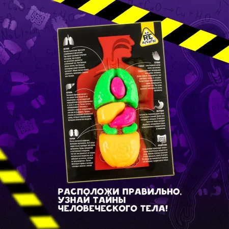Научно-познавательный набор Re-Агенты "Строение тела" AS-EX101Т