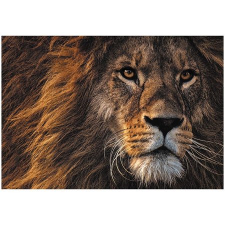 Пазл ТРИ СОВЫ 500 "Царь зверей" RE-ПК500_48356