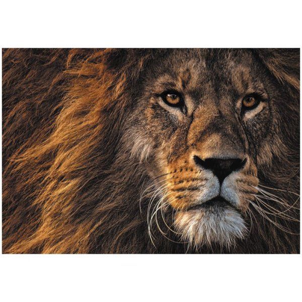 Пазл ТРИ СОВЫ 500 "Царь зверей" RE-ПК500_48356